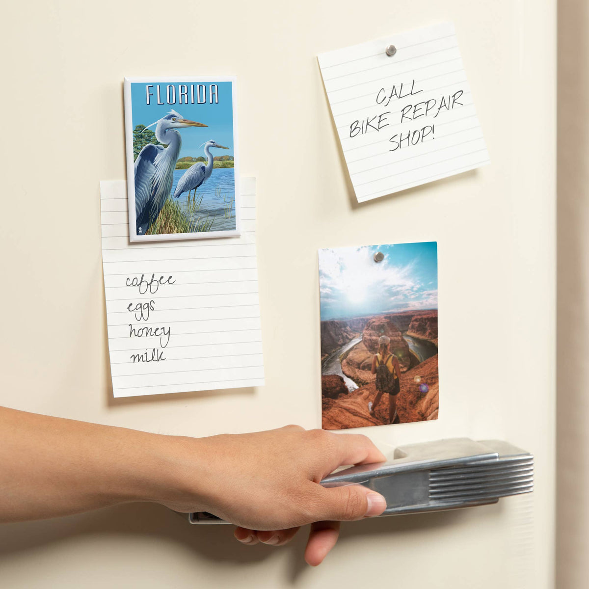 MAGNET Florida, Blue Herons in grass