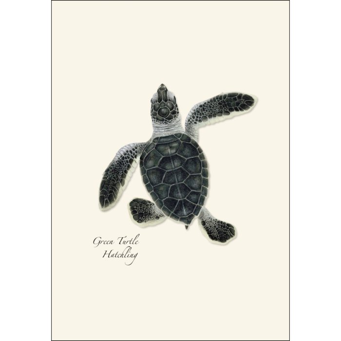 Sea Turtle Hatchling Assortment