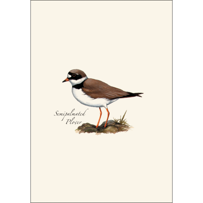Shorebird Assortment