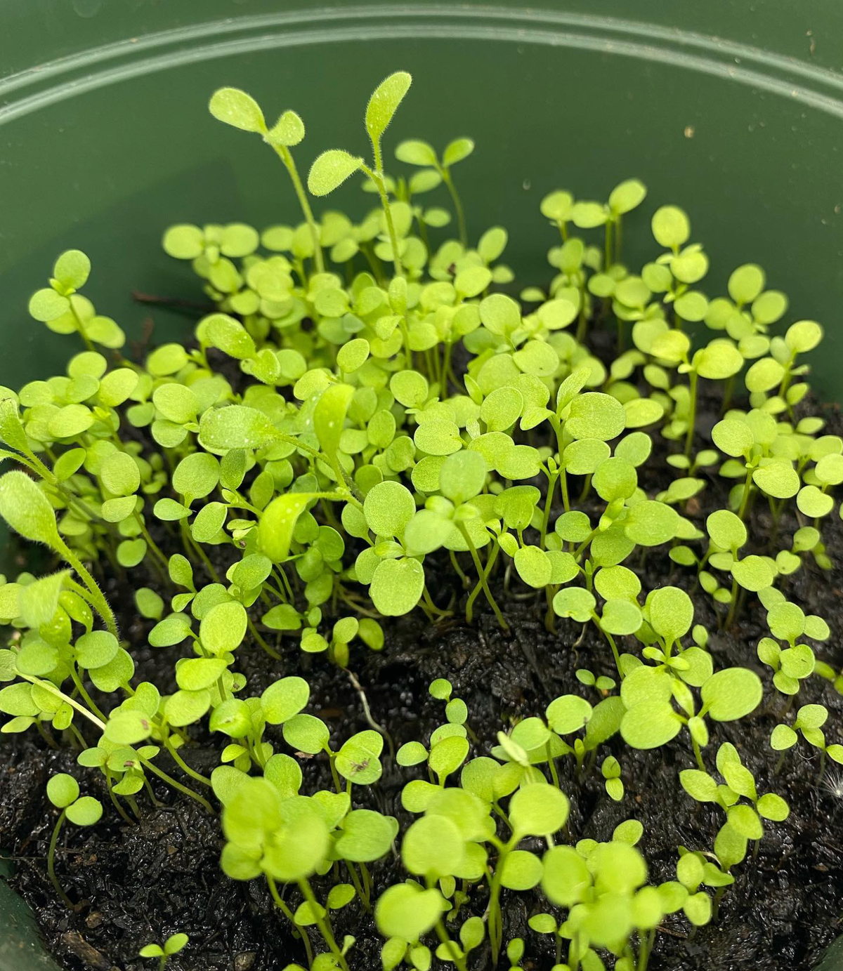 Cross Plantable Greeting Card