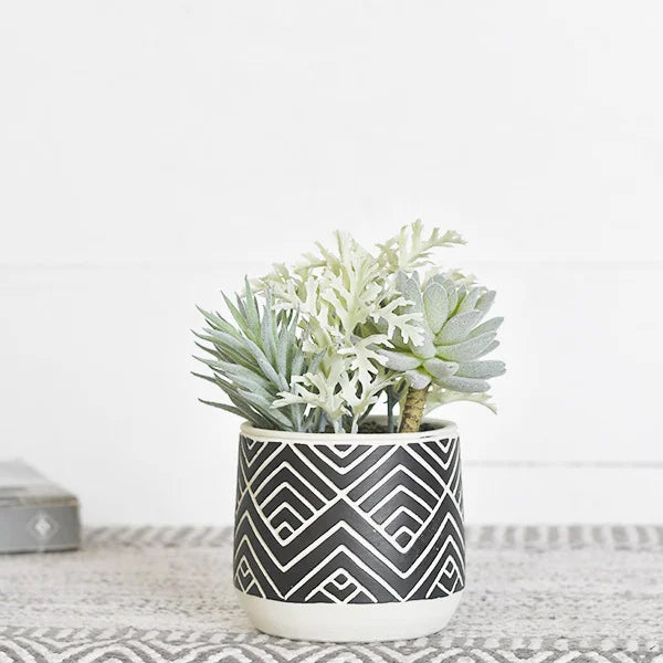 Succulent in Black Patterned 8" Pot